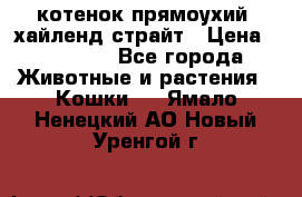 котенок прямоухий  хайленд страйт › Цена ­ 10 000 - Все города Животные и растения » Кошки   . Ямало-Ненецкий АО,Новый Уренгой г.